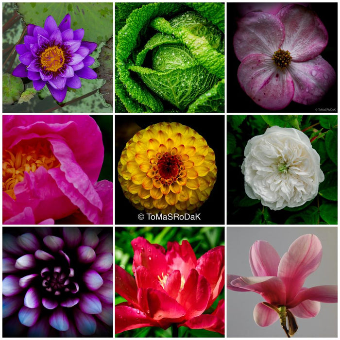 Floral ART photo collection by TOMas Rodak for sale at TOMs FLOWer CLUB.