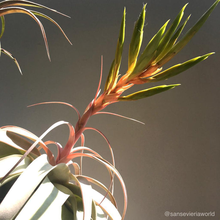 Organically grown tillandsia air plants for sale at TOMs FLOWer CLUB 