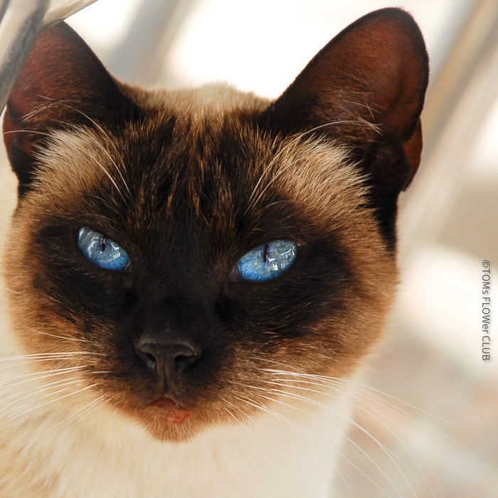 Katze mit blauen Augen, cat with blue eyes, cat friendly plants, Katzen freundliche Pflanzen, ungiftige Pflanzen