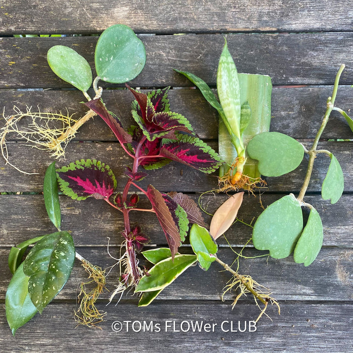 TOMs FLOWer CLUB provides rooted or freshly cut cuttings form 100% organically grown plants with no sprays & fertilisers. top organic quality for your green thumb. 