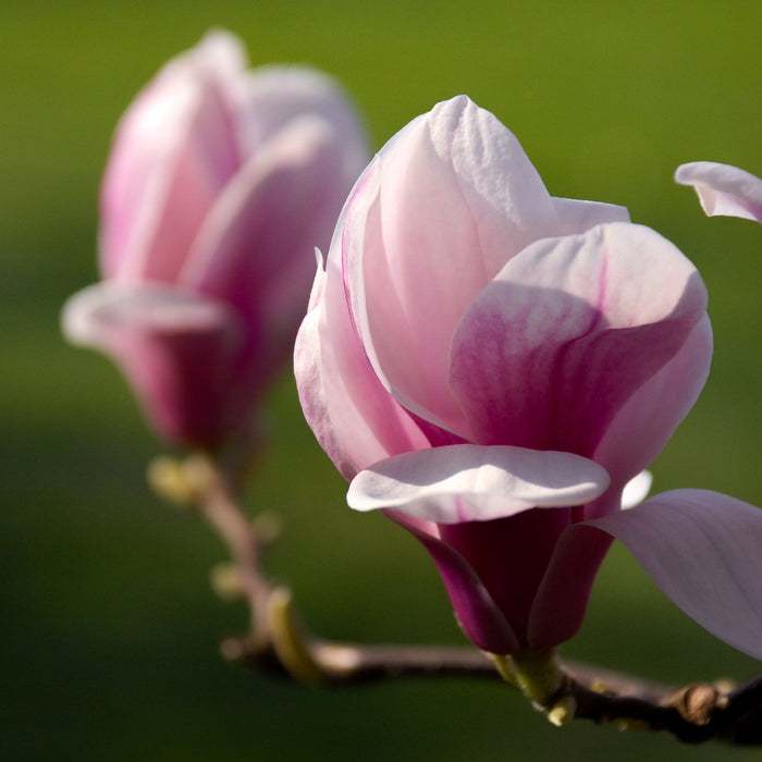 Magnolia photo collection by TOMas Rodak for sale at TOMs FLOWer CLUB 