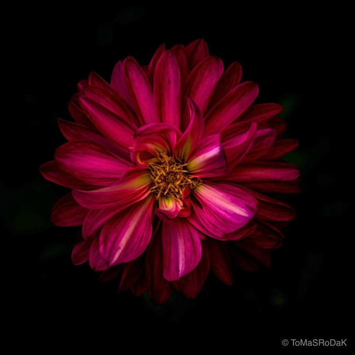 Dahlia photo collection by TOMas Rodak for sale at TOMs FLOWer CLUB 