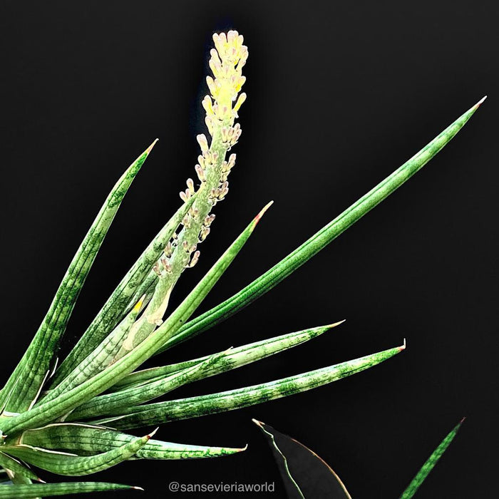 Organically grown sansevieria succulent plants for sale at TOMs FLOWer CLUB 