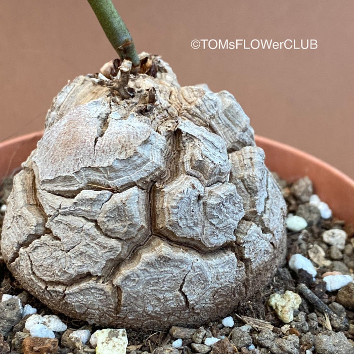 Dioscorea Elephantipes, organically grown tropical, succulent and caudex plants for sale at TOMsFLOWer CLUB.