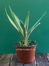 Agave Angustifolia Variegated Succulent Sun Loving Indoor Plant Green and White Variegata Agave Plant for Sale Succulent Collection Indoor Plant Decor Rare Succulent Agave Care Tips TOMs FLOWer CLUB Indoor Plant Shop Variegated Agave Unique Succulent Agave Angustifolia for Sale Green White Succulent Indoor Plant Varieties Succulent Lover Indoor Plant Décor Rare Plant Collection Agave Indoor Plant