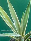 Agave Angustifolia Variegated Succulent Sun Loving Indoor Plant Green and White Variegata Agave Plant for Sale Succulent Collection Indoor Plant Decor Rare Succulent Agave Care Tips TOMs FLOWer CLUB Indoor Plant Shop Variegated Agave Unique Succulent Agave Angustifolia for Sale Green White Succulent Indoor Plant Varieties Succulent Lover Indoor Plant Décor Rare Plant Collection Agave Indoor Plant