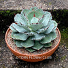 Agave Potatorum Kichiokan, sun loving succulent plants for sale by TOMs FLOWer CLUB.