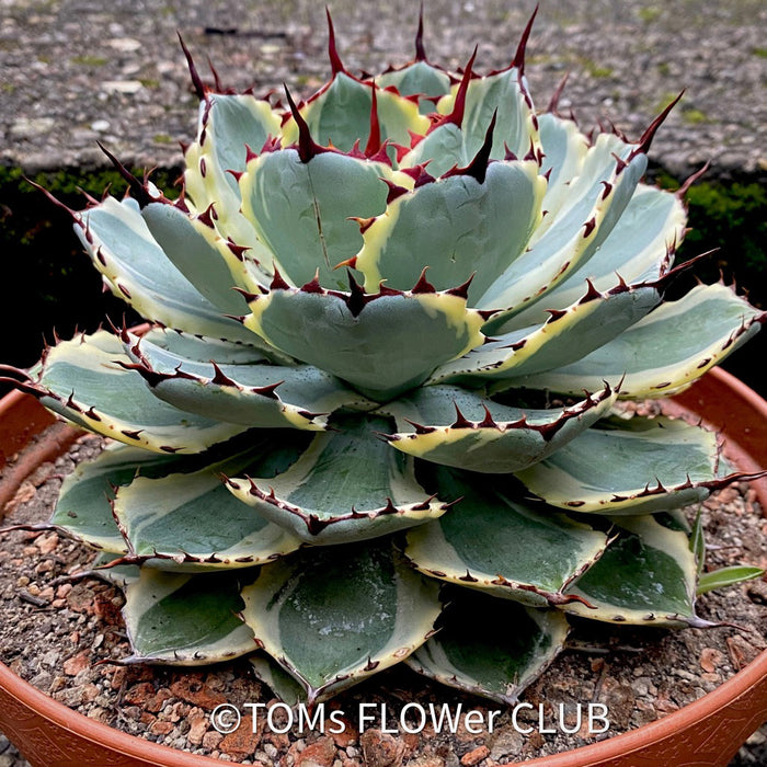 Agave Potatorum Kichiokan Variegata, sun loving succulent plants for sale by TOMs FLOWer CLUB.