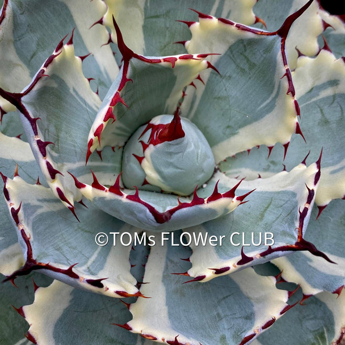 Agave Potatorum Kichiokan Variegata, sun loving succulent plants for sale by TOMs FLOWer CLUB.