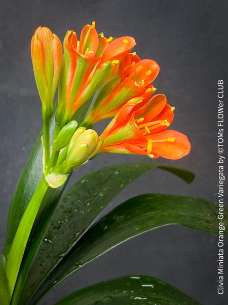 Clivia miniata variegata, orange green flowering, organically grown tropical plants for sale at TOMs FLOWer CLUB
