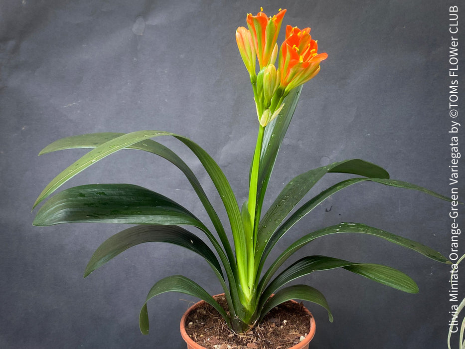 Clivia miniata variegata, orange green flowering, organically grown tropical plants for sale at TOMs FLOWer CLUB