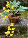 Dendrobium Lindleyi, yellow flowering orchid, organically grown tropical plants for sale at TOMs FLOWer CLUB