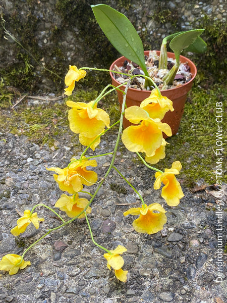 Dendrobium Lindleyi, yellow flowering orchid, organically grown tropical plants for sale at TOMs FLOWer CLUB