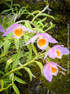 Dendrobium Loddigesii, rose orange flowering orchid, organically grown tropical plants for sale at TOMs FLOWer CLUB.