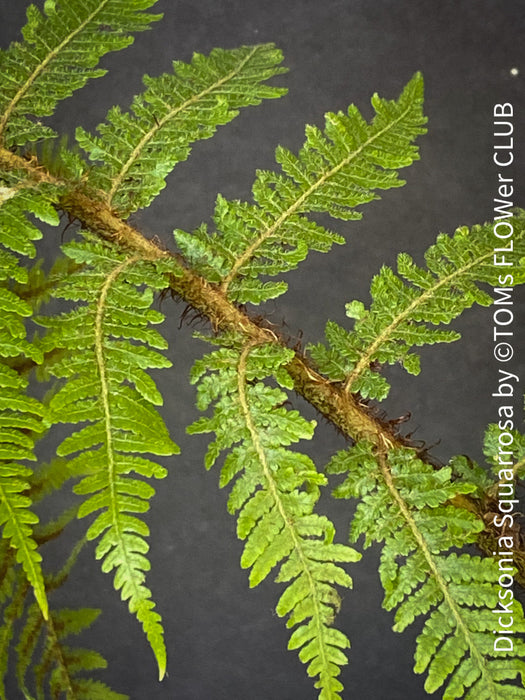 Dicksonia Squarrosa, tree fern, organically grown tropical plants for sale at TOMs FLOWer CLUB.