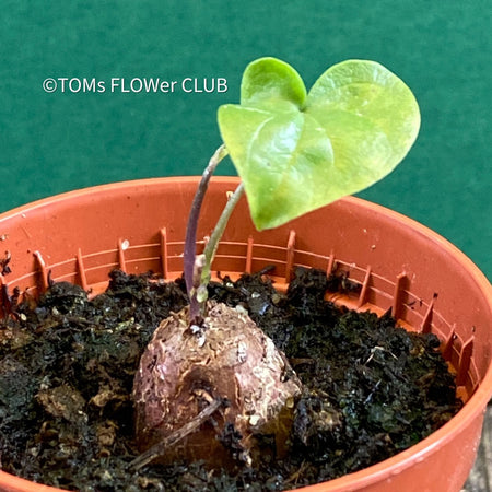 Dioscorea Elephantipes, organically grown tropical, succulent and caudex plants for sale at TOMsFLOWer CLUB.