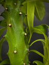 Euphorbia Neriifolia, African Milk Barrel Spurge Succulent Succulent Plant Euphorbiaceae Family Thorny Succulent Cactus-like Euphorbia Drought-tolerant Plant TOMs FLOWer CLUB