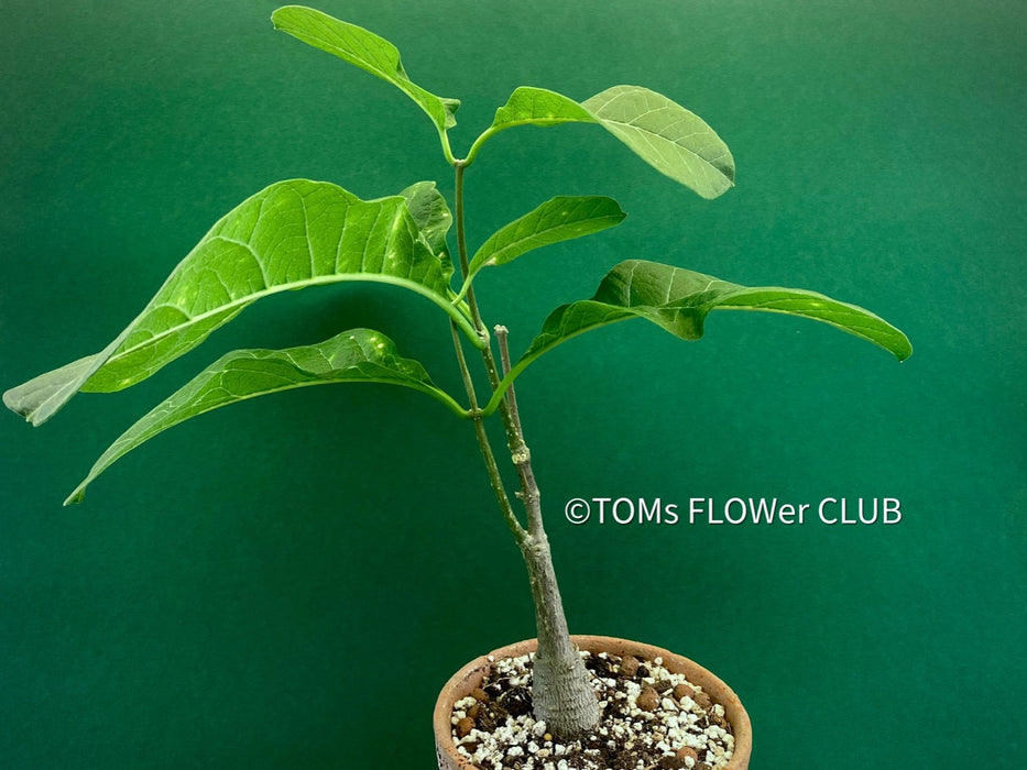 Fockea multiflora, organically grown caudex plants for sale at TOMsFLOWer CLUB.