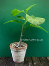 Fockea multiflora, organically grown caudex plants for sale at TOMsFLOWer CLUB.