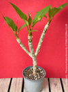 Frangipani / Plumeria Rubra Divine, organically grown succulent plants in TOMs FLOWer CLUB.