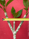 Frangipani / Plumeria Rubra Divine, organically grown succulent plants in TOMs FLOWer CLUB.