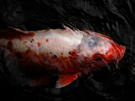 Nishikigoi Koi Fish Photography by Tomas Rodak - Available for Sale at TOMs FLOWer CLUB - Fine Art Prints and Photos of Colorful Koi Fish
