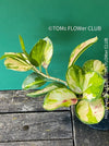 Hoya Australis Lisa, wachsblume, organically grown tropical plants for sale at TOMs FLOWer CLUB. 