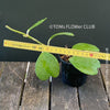 Hoya Kerrii Care, Sweetheart Plant Propagation, Hoya Kerrii, Hoya Kerrii TOMs FLOWer CLUB, Wachsblume, voskovka, Herzblatt, organically grown plants for sale