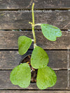 Hoya Kerrii Care, Sweetheart Plant Propagation, Hoya Kerrii, Hoya Kerrii TOMs FLOWer CLUB, Wachsblume, voskovka, Herzblatt, organically grown plants for sale
