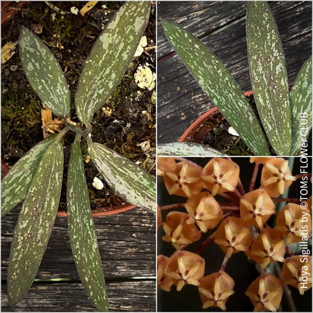 Hoya sigillatis, Borneo native Hoya, Wachsblume, Voskovka, organically grown tropical & succulent plants for sale at TOMs FLOWer CLUB