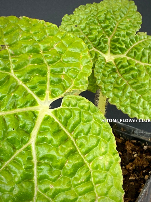 Begonia Gehrtii, organically grown tropical plants for sale at TOMsFLOWer CLUB.