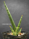 Sansevieria Phillipsiae, organically grown succulent plants for sale at TOMsFLOWer CLUB.