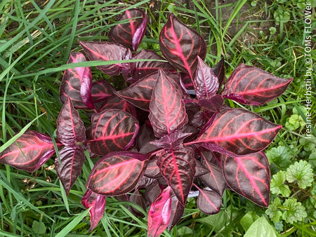 Iresine herbstii, red leaf, beefsteak plant, organically grown tropical plants for sale at TOMs FLOWer CLUB.