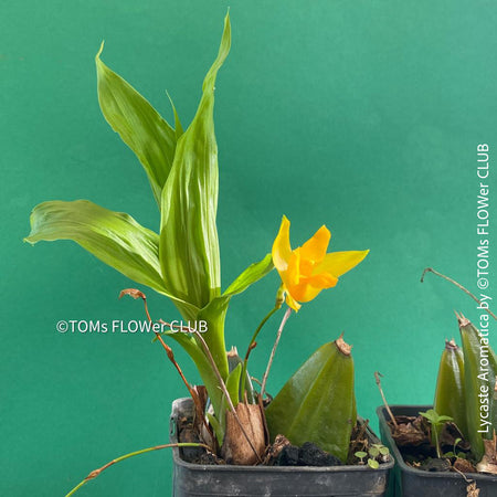 Lycaste Aromatica, yellow flowering orchid, organically grown tropical plants for sale at TOMs FLOWer CLUB.