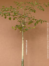 Moringa hildebrandti, Madagaskar trees, organically grown tropical plants for sale at TOMs FLOWer CLUB.