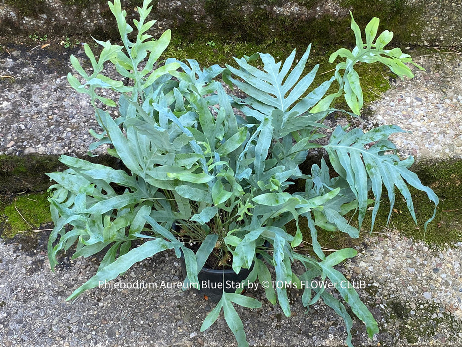 Phlebodium Aureum Blue Star Fern, organically grown tropical plants for sale at TOMsFLOWer CLUB.