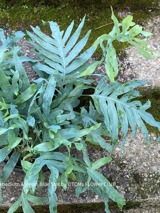 Phlebodium Aureum Blue Star Fern, organically grown tropical plants for sale at TOMsFLOWer CLUB.