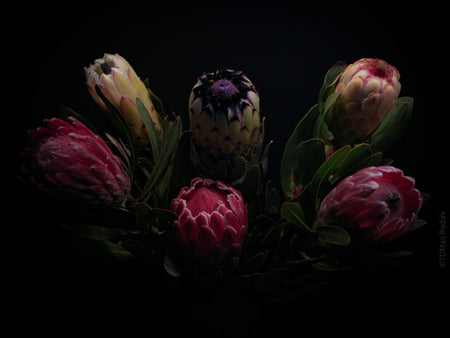 PROTEA ARISTATA, sugarbush, South African plants, floral photography by TOMas Rodak, TOMs FLOWer CLUB.