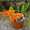 Rhyncattleanthe - Cattlea Golden Boy, orange flowering orchid, organically grown tropical plants for sale at TOMs FLOWer CLUB
