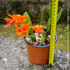Rhyncattleanthe - Cattlea Golden Boy, orange flowering orchid, organically grown tropical plants for sale at TOMs FLOWer CLUB