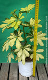 Schefflera Arboricola Melanie, umbrella tree, organically grown tropical plants for sale at TOMs FLOWer CLUB.