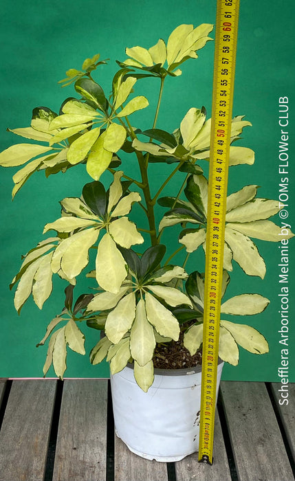 Schefflera Arboricola Melanie, umbrella tree, organically grown tropical plants for sale at TOMs FLOWer CLUB.