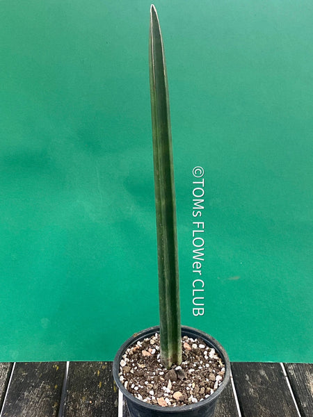 Sansevieria Stuckyi, organically grown succulent plants for sale at TOMsFLOWer CLUB.