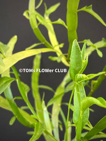 Homalocladium Platycladum, organically grown tropical plants for sale at TOMsFLOWer CLUB.
