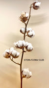 Cotton branches, Cotton, Gossypium, organic, Tischdekoration, Deco, Baumwolle, Baumwollzweige, bavlna, organic plants, for sale at TOMs FLOWer CLUB.