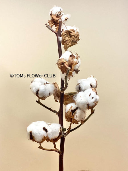 Cotton branches, Cotton, Gossypium, organic, Tischdekoration, Deco, Baumwolle, Baumwollzweige, bavlna, organic plants, for sale at TOMs FLOWer CLUB.