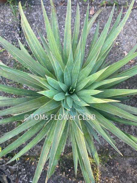 Yucca Desmetiana, organically grown succulent plants for sale at TOMsFLOWer CLUB.