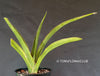 Sansevieria Kismayo, organically grown succulent plants for sale at TOMsFLOWer CLUB.