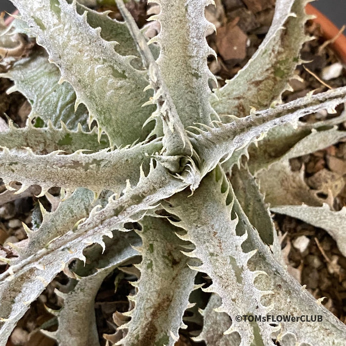 Hechtia Montana, organically grown succulent plants for sale at TOMsFLOWer CLUB.