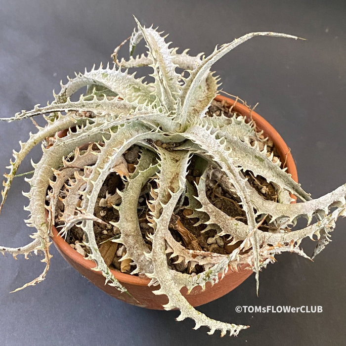 Hechtia Montana, organically grown succulent plants for sale at TOMsFLOWer CLUB.